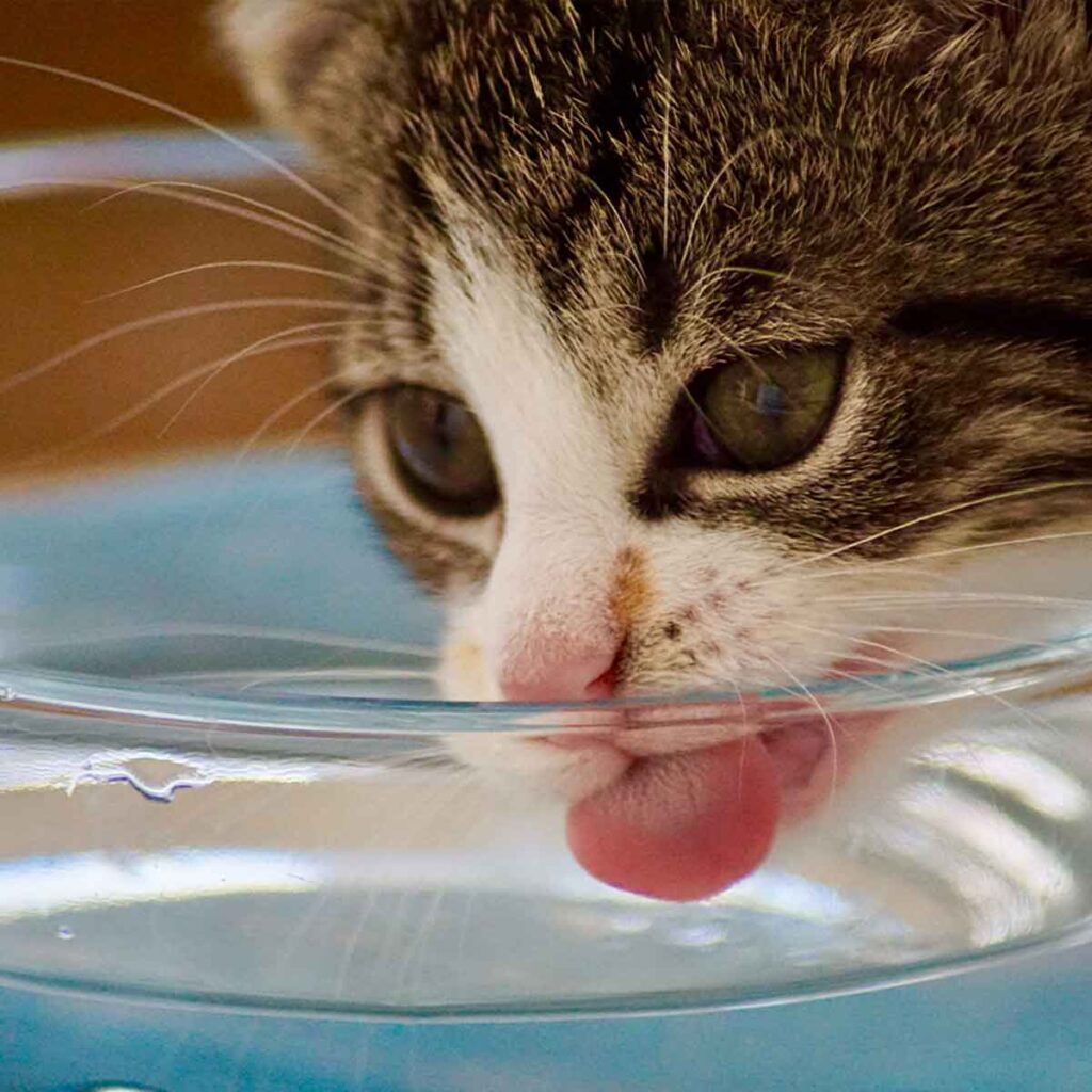 How Much Water Should My Dog Or Cat Drink? Emancipet