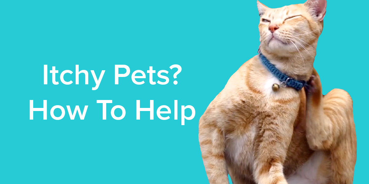 Help Your Itchy Pet - Emancipet Low Cost Vet Clinics