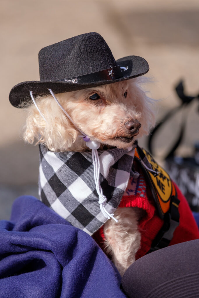 Emancipet Philadelphia Pulling for Pets 2021