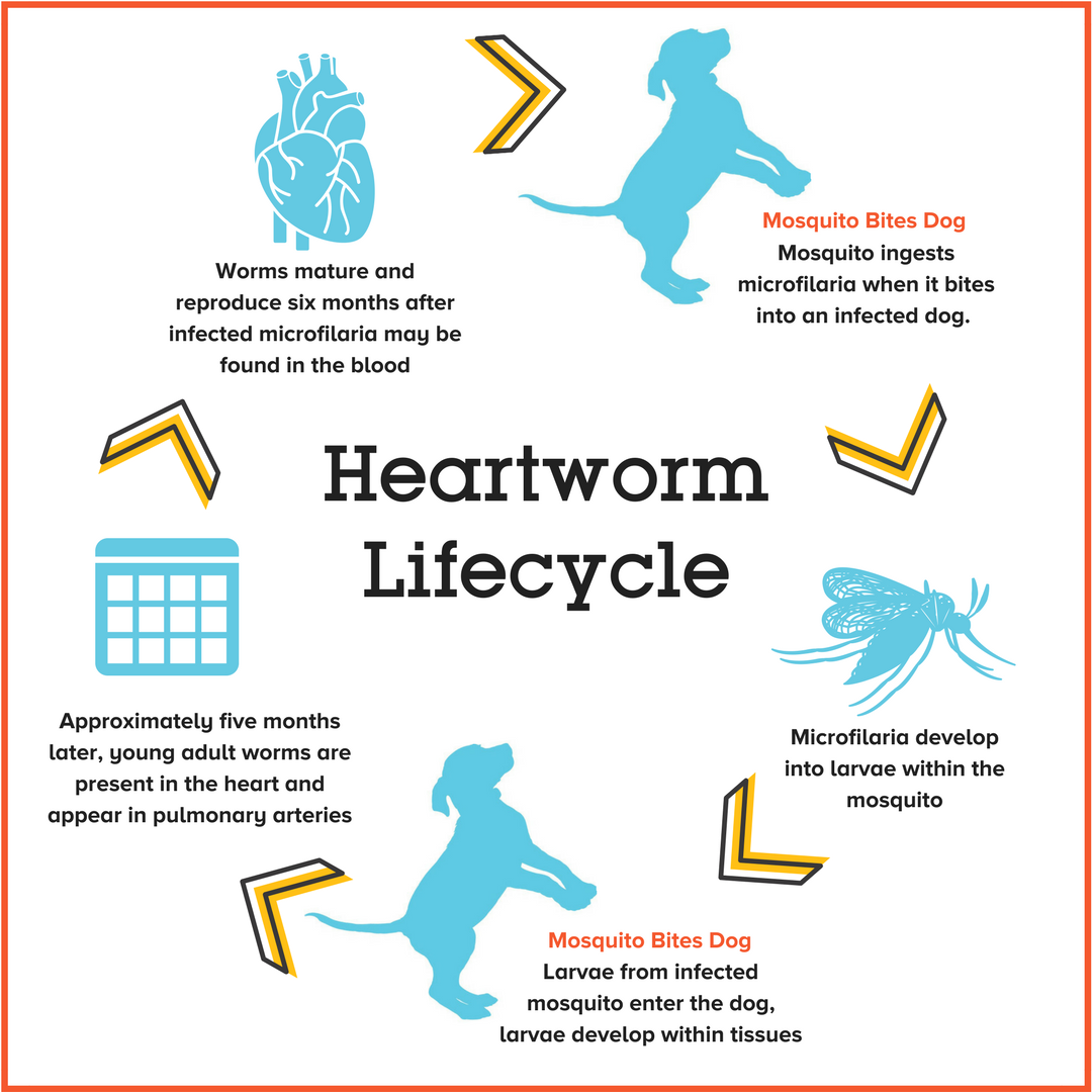 6 Facts About Heartworms & Warning Signs To Look For - Emancipet