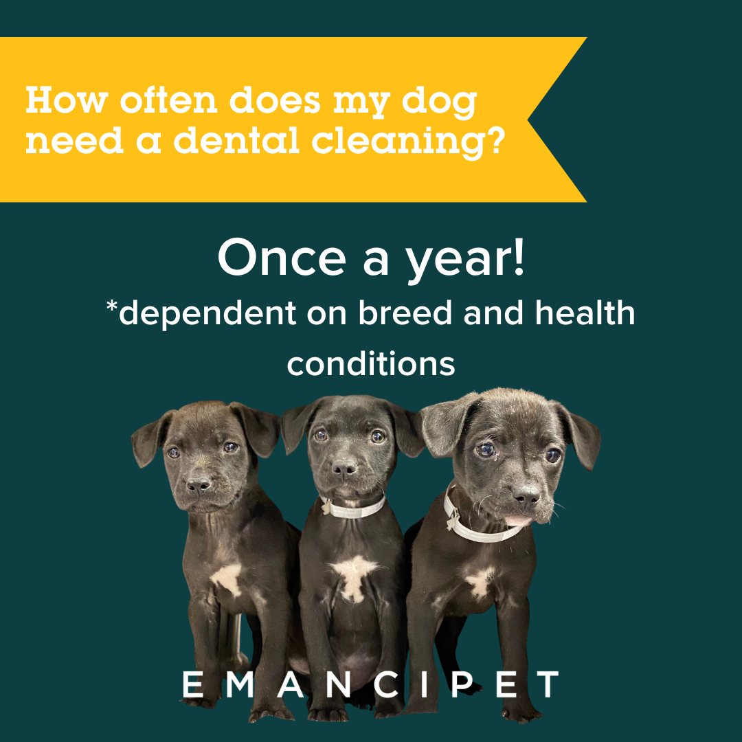 how-much-does-it-cost-to-get-a-dog-s-teeth-cleaned-dog-teeth