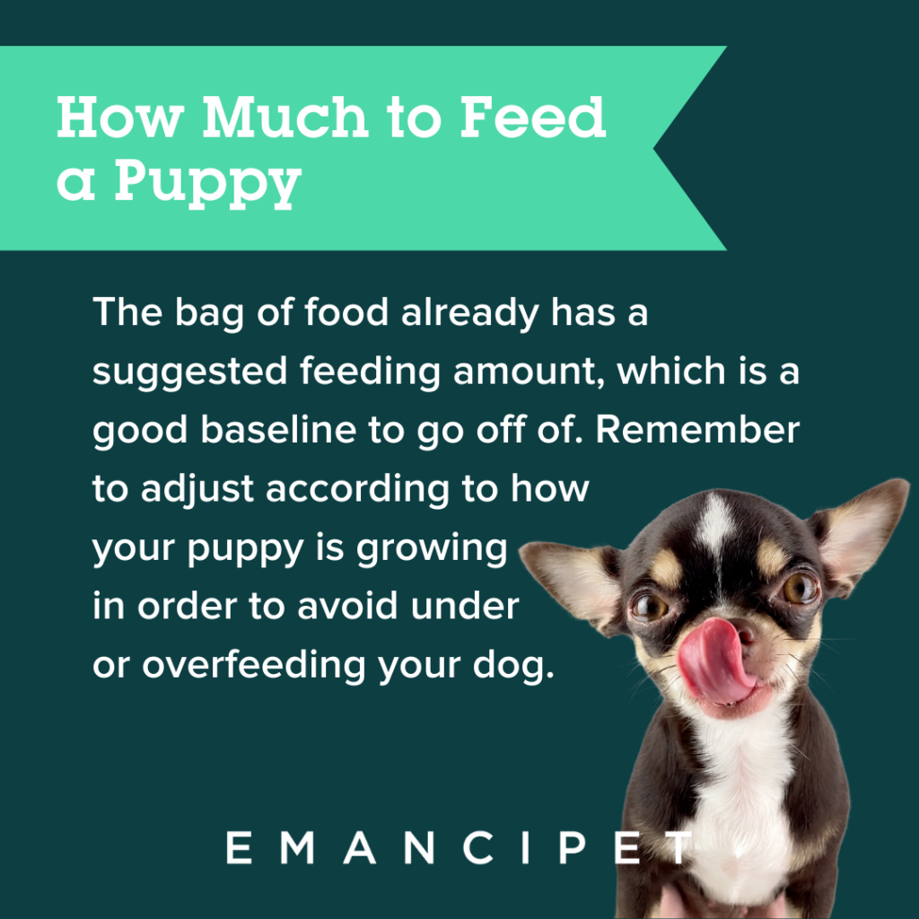 what happens if you overfeed your dog