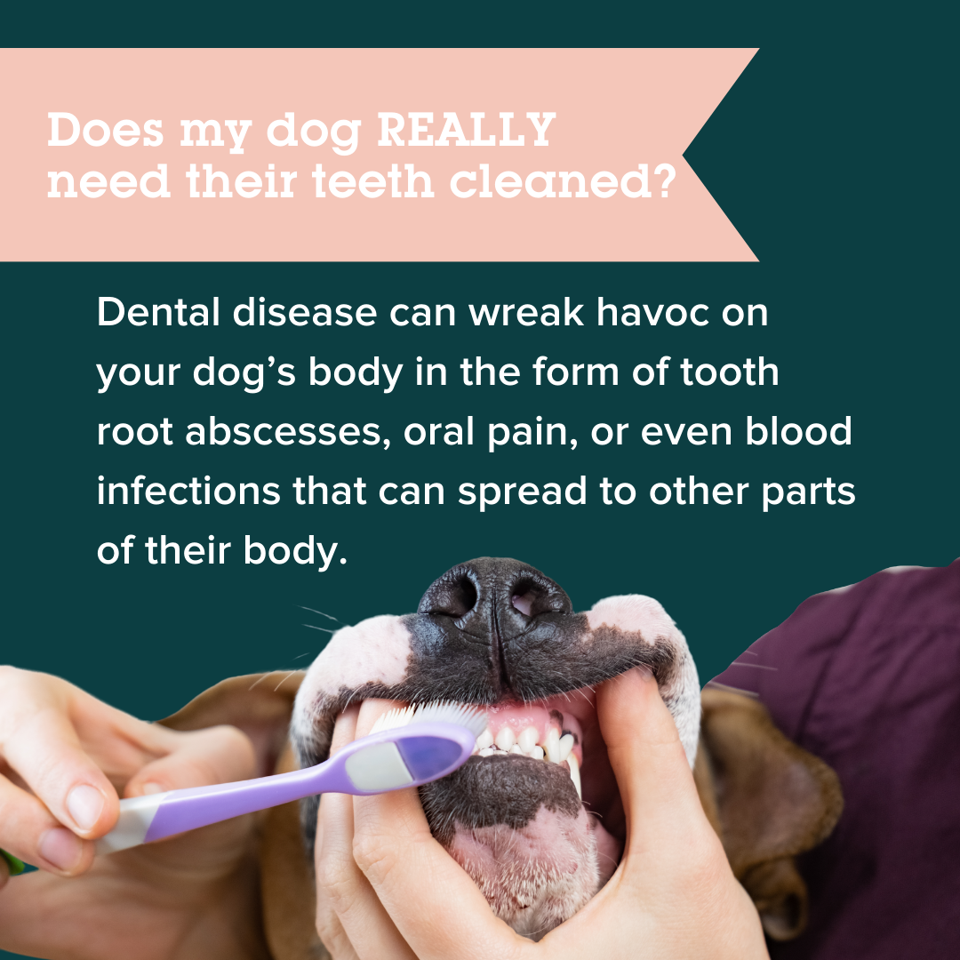 When Should My Dog Get a Dental Cleaning? What Happens? - Emancipet