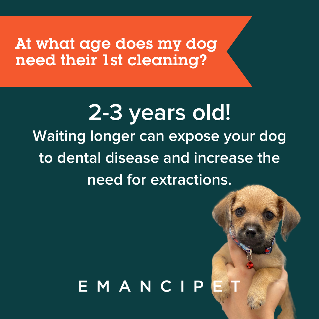 When Should My Dog Get a Dental Cleaning? What Happens? Emancipet