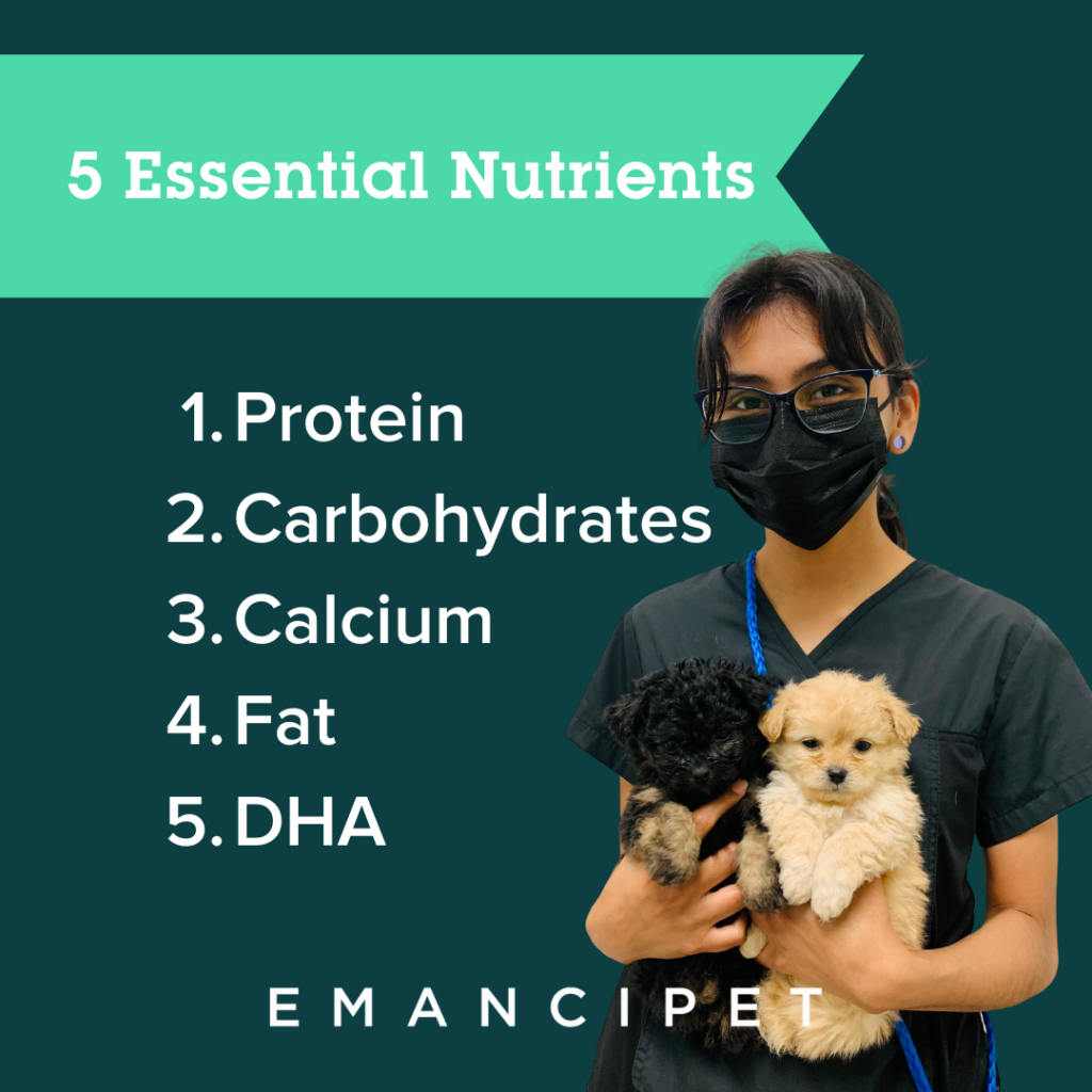 How To Feed Your Growing Puppy Emancipet