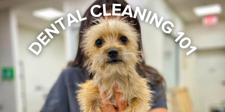 Blog Header - Dental Cleaning 101