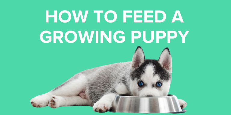 How To Feed Your Growing Puppy
