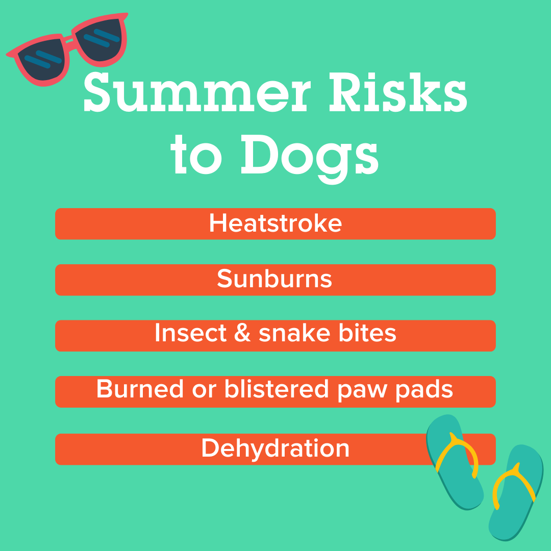 Canine Summer Safety: How To Beat The Heat With Your Dog - Emancipet