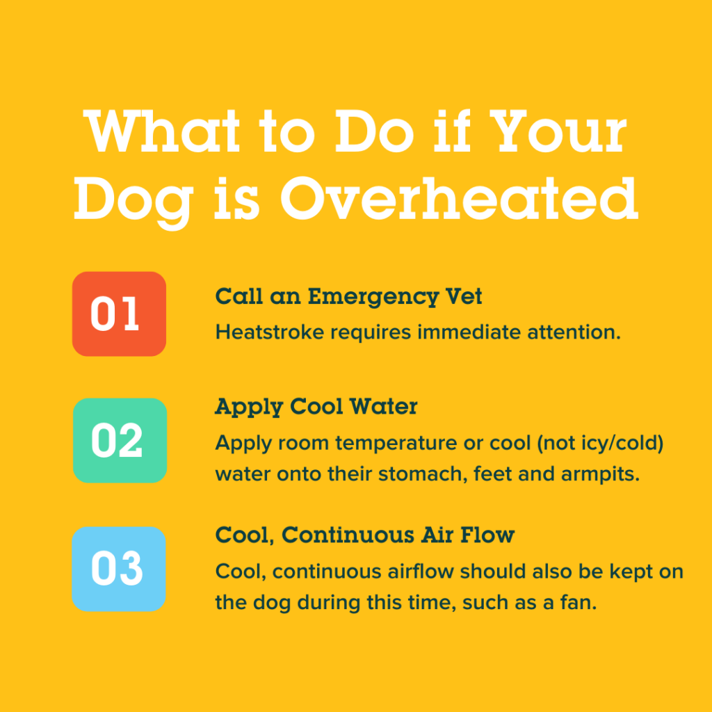 Canine Summer Safety How To Beat The Heat With Your Dog Emancipet