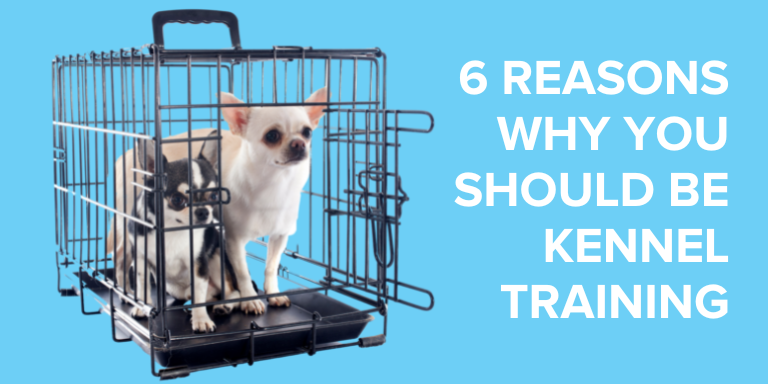 Emancipet Low Cost Vet Clinics - 6 Reasons Why You Should Be Kennel Training Blog