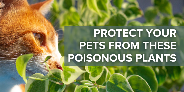 Emancipet Low Cost Vet Clinics - Protect Your Pet From These Poisonous Plants