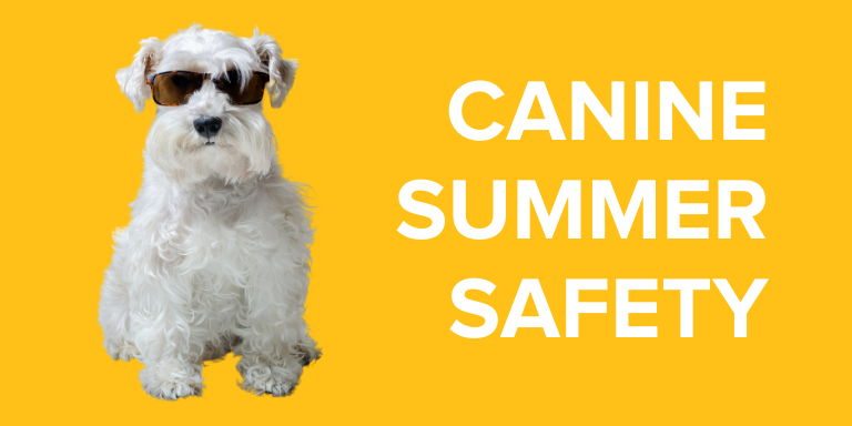 Emancipet Low Cost Vet Clinics - Canine Summer Safety