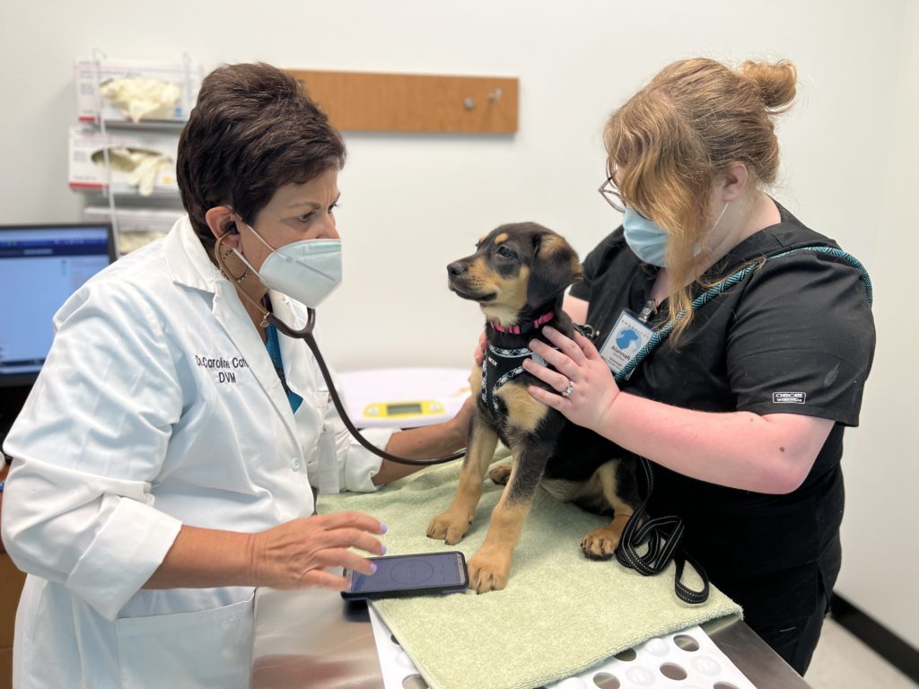 Dr. Catona with patient Philadelphia Roosevelt Vet Clinic