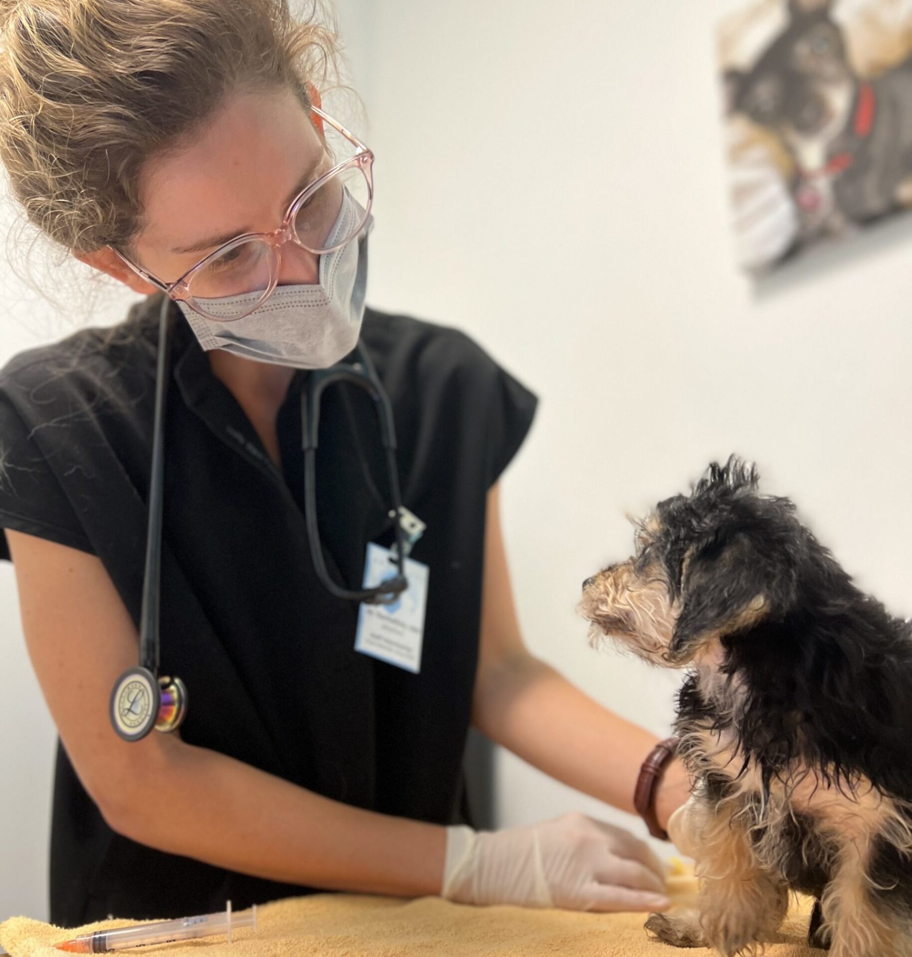 Emancipet Adams Avenue LowCost Vet Clinic Affordable Spay/Neuter