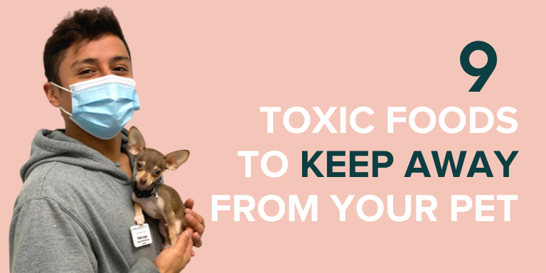 Emancipet Nonprofit Vet Clinics - 9 Toxic Foods to Keep Away from your Pet