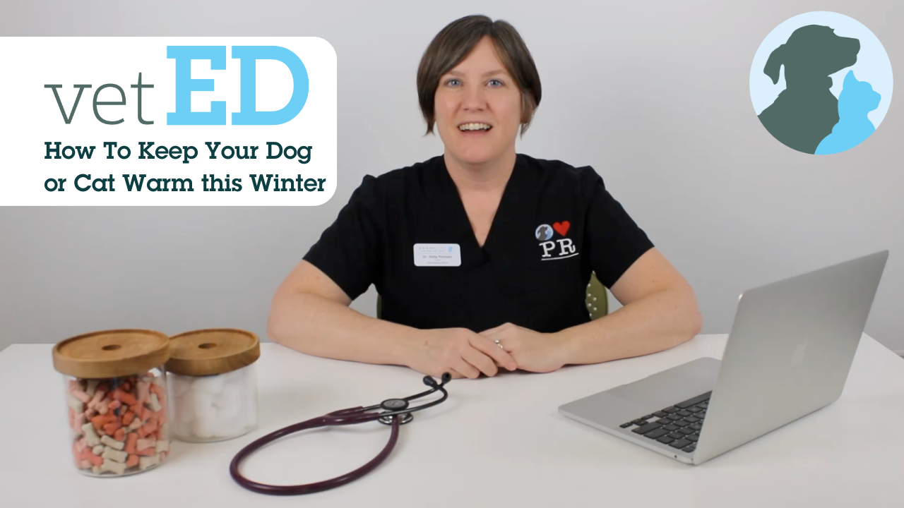 Emancipet Nonprofit Vet Clinics - vetED - How to Keep Your Dog or Cat Warm this Winter