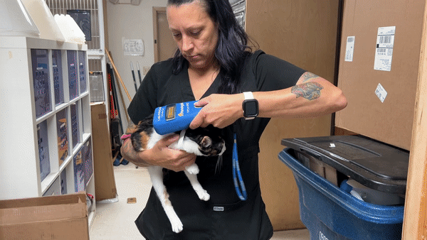 Technician Robyn checks cat patient for a microchip