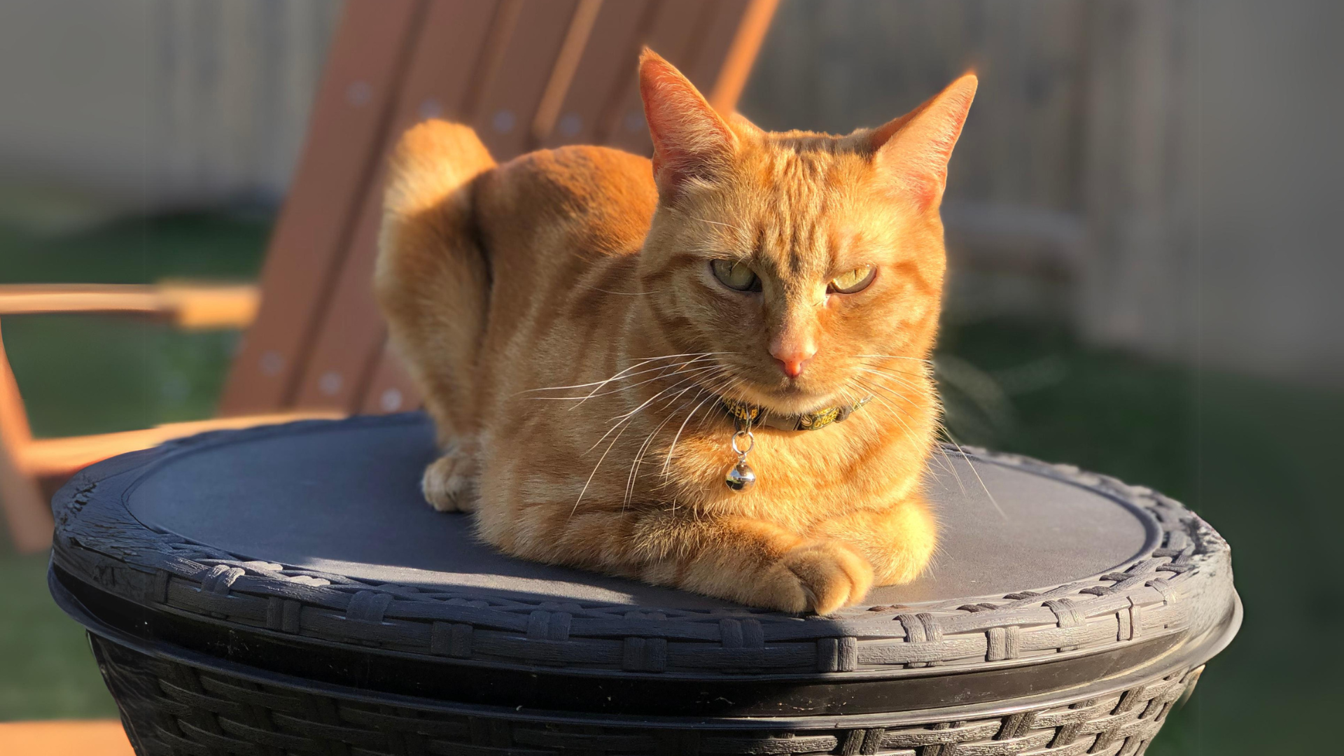 Orange cat on outside table