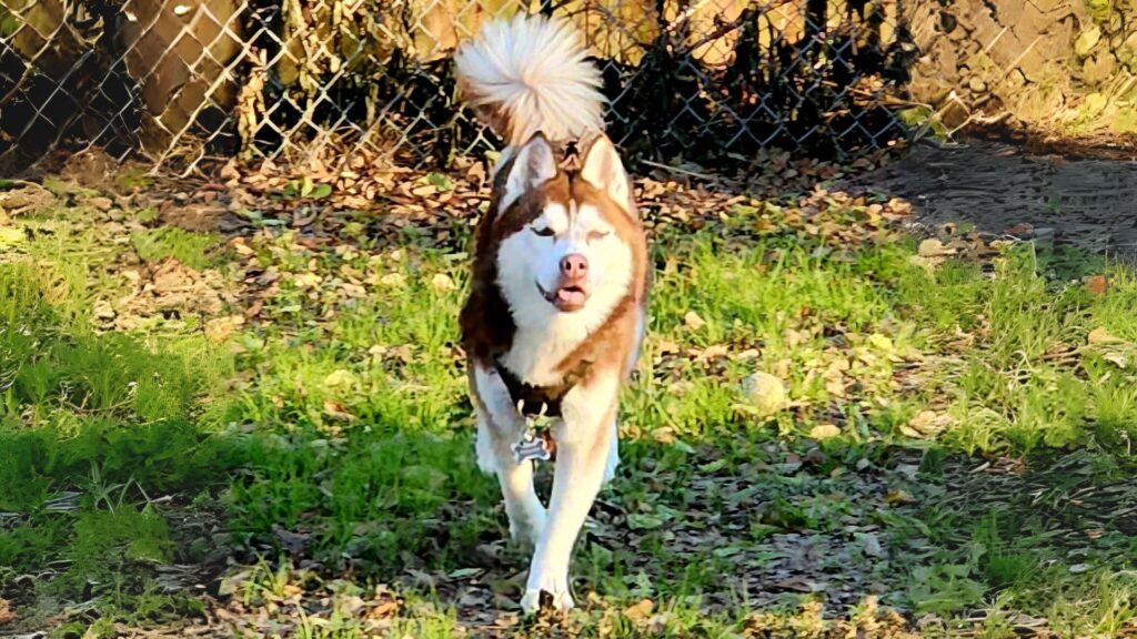 Prince, the husky, running outside