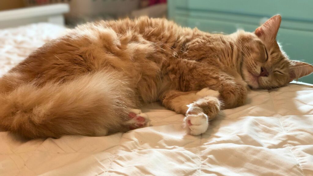 Beasley, orange fluffy cat, asleep on bed.