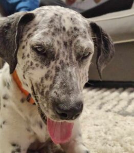 Buddy the dog, a white with black spots dog.