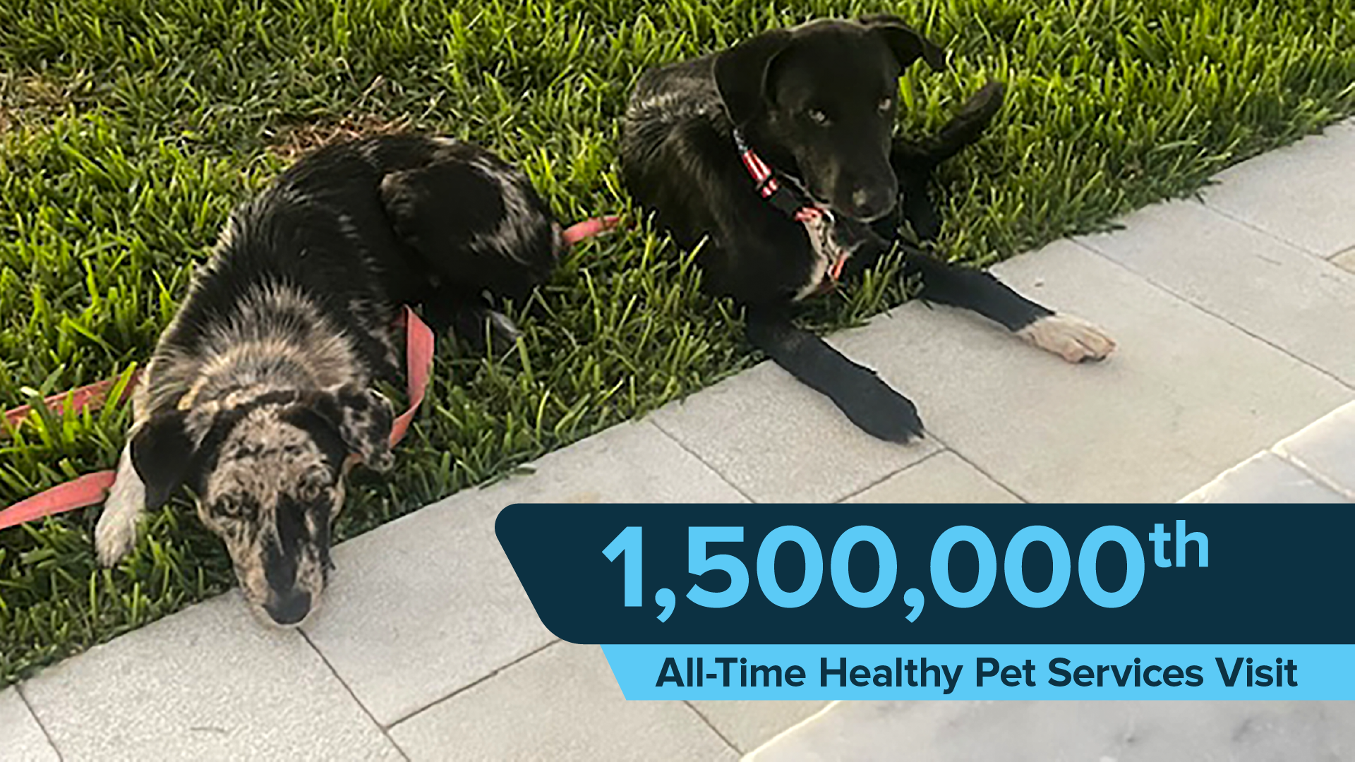 Emancipet hits 1.5 million all-time visits for Healthy Pet Services