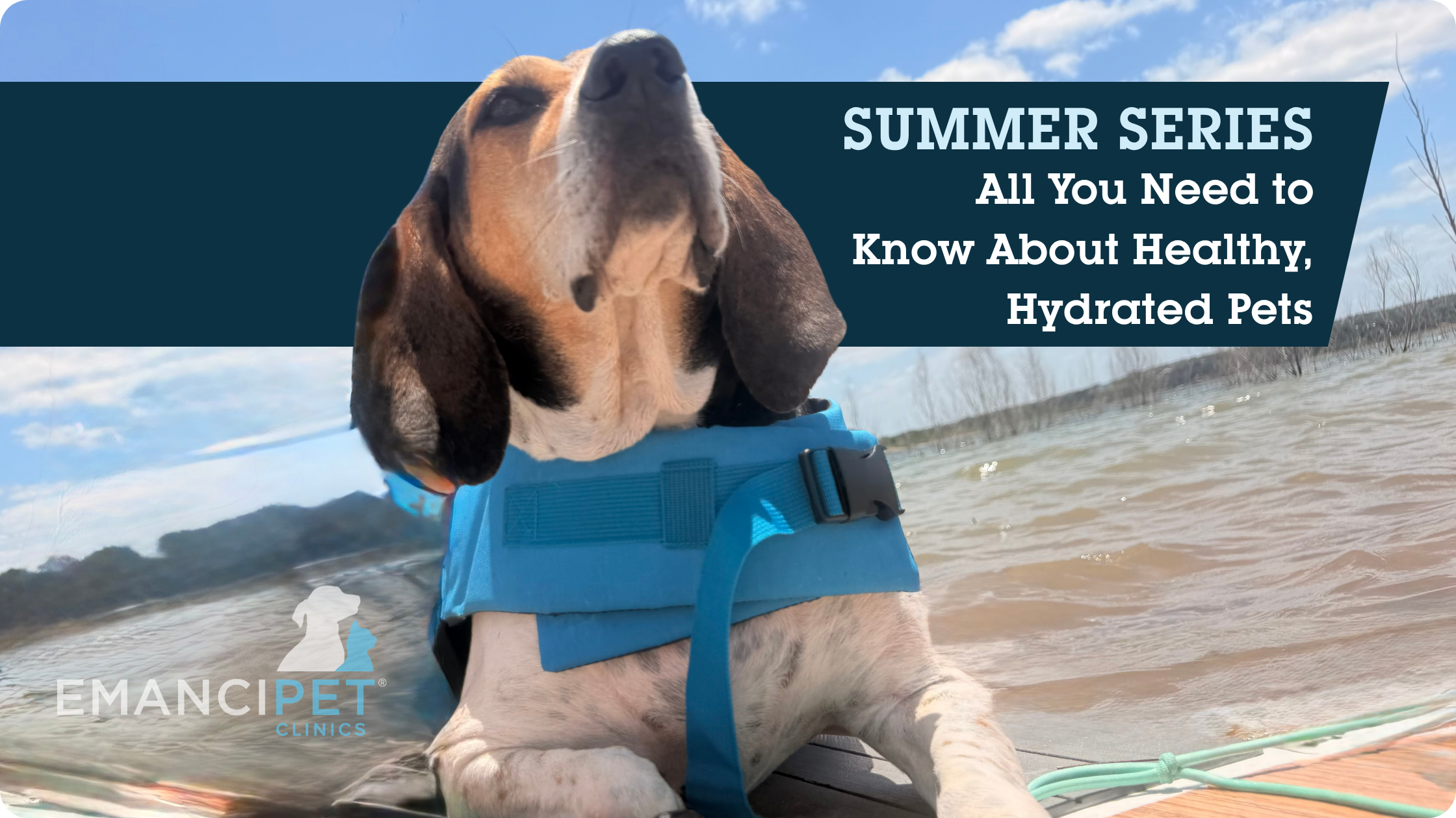 Summer Series: All You Need to Know About Healthy, Hydrated Pets