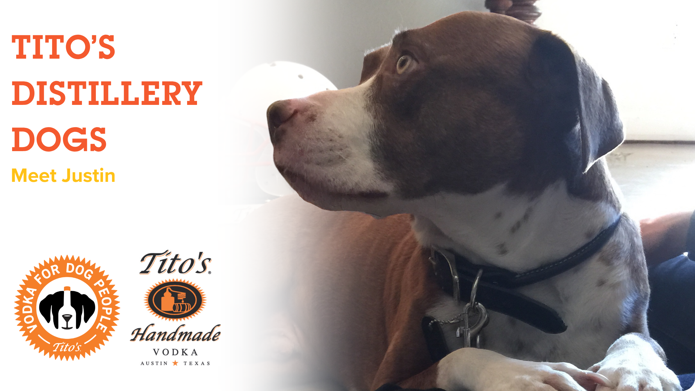 First on the Distillery Dog Series: Justin