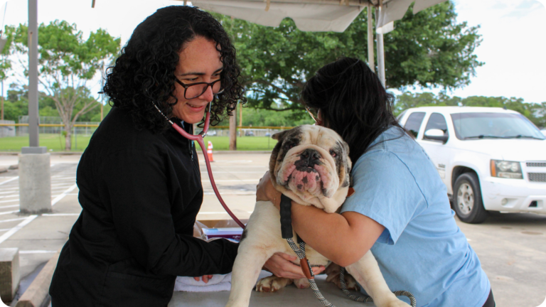A Healthy Pet Visit during Houston's Pet Wellness Day in 2026