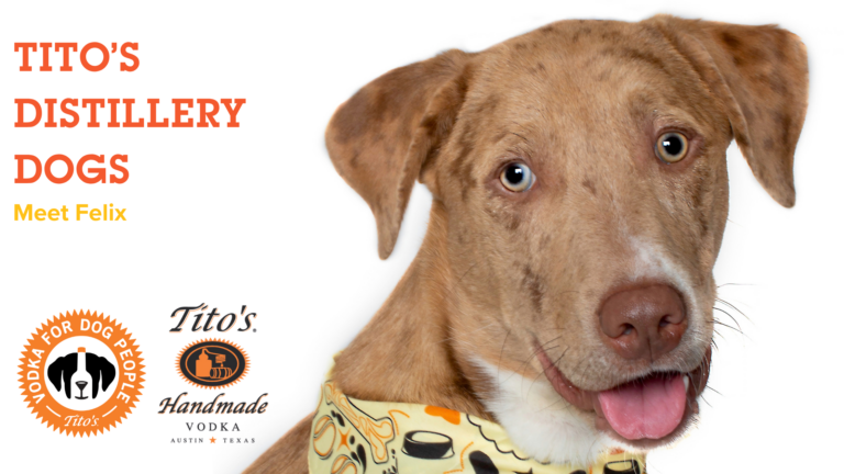 Meet Felix, our next feature on the Tito's Distillery Dog Series