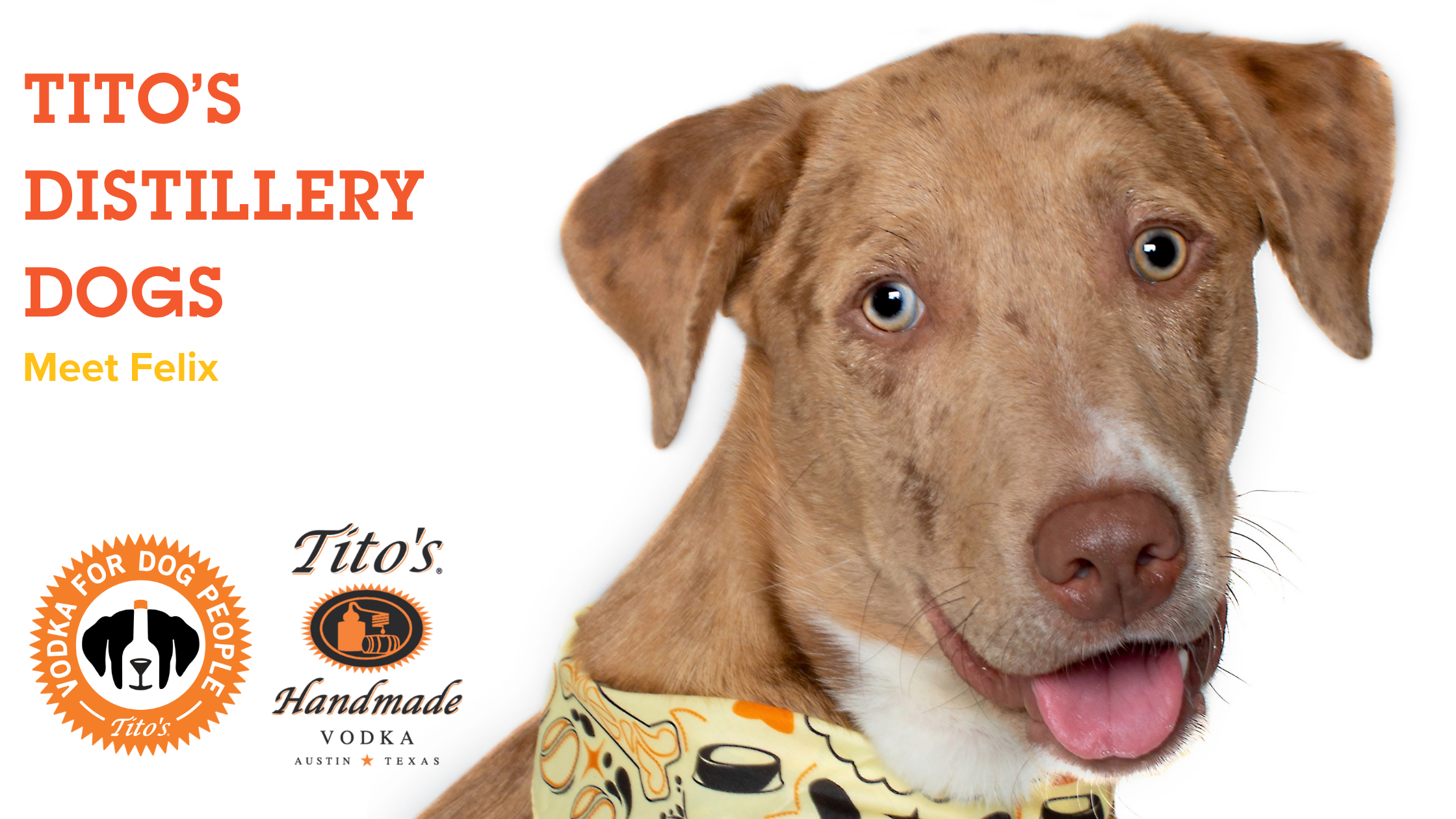 Meet Felix, our next feature on the Tito's Distillery Dog Series